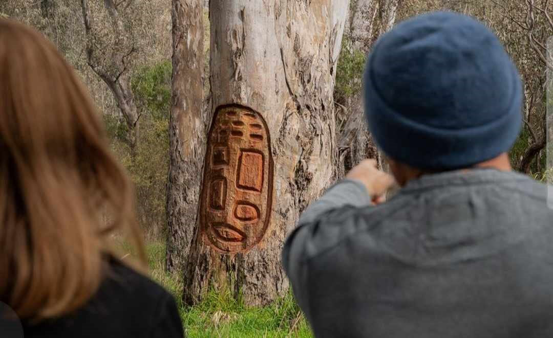 GREAT VICTORIAN RAIL TRAIL ART TRAIL - Gorong Darrang Munga-k Wurrdhadindu Marram-Nganjin                        "We Scar Many Trees"